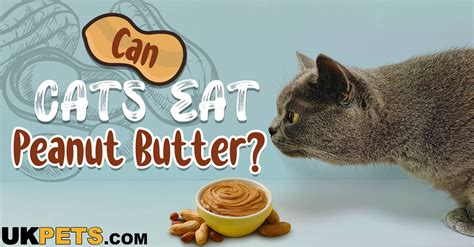 Can Cats Eat Peanut Butter 6 Dangers To Watch Out For