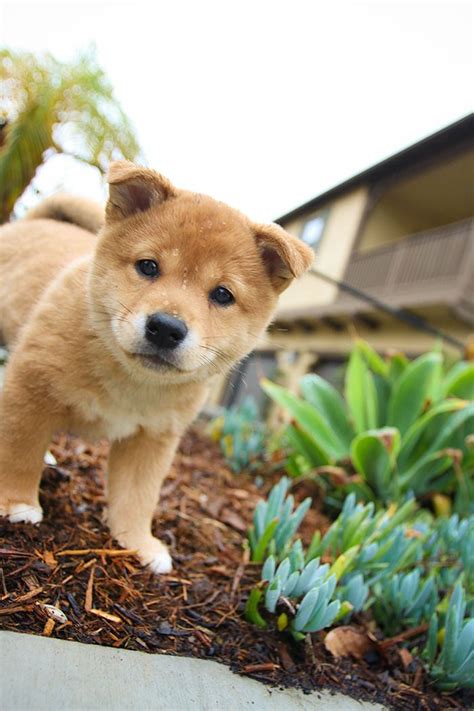 Milo Shiba Inu Cute Small Animals Animals And Pets Baby Animals