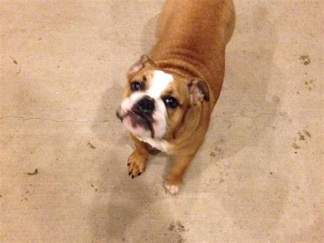 I know more than i ever wanted to about how much they cost. Cost to Ship Loving Cute English Bulldog Puppie 8months ...