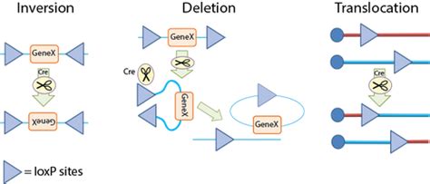 (1)first department of surgery, okayama university medical school, japan. Addgene: Cre-lox system