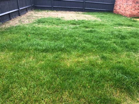 Patches Of Dead Lawn — Bbc Gardeners World Magazine