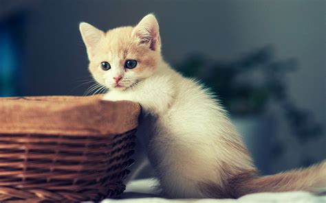 Cute Kitten Wallpapers Top Free Cute Kitten Backgrounds Wallpaperaccess