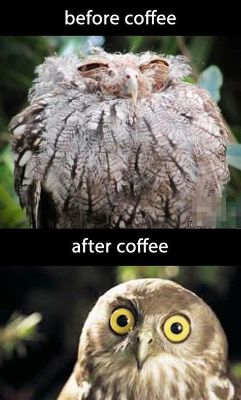 Before Coffee Owl Before And After Than And Now Coffee Funny Pictures And Best Jokes