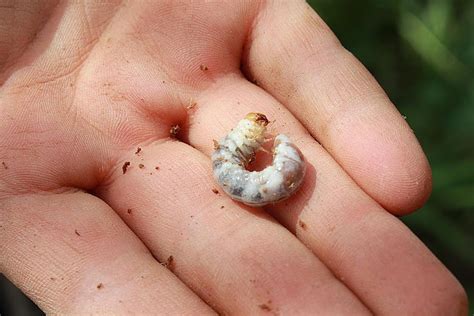 Lawn Grubs How To Identify Prevent And Control
