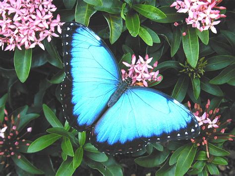 A blue butterfly from south america on white background. World Bird Sanctuary: April 2011