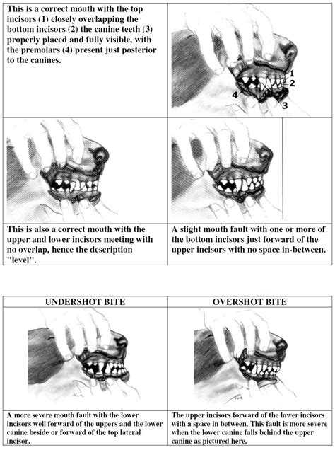 Puppy Teeth And Jaw Movement — Strictly Bull Terriers