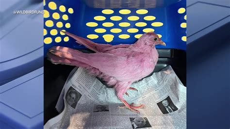Nyc Pigeon Dyed Pink Sparks Speculation Of Sickening Gender Reveal