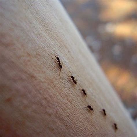 Check spelling or type a new query. How to Keep Ants Away | eHow | Home remedies for ants, Get rid of ants, Ants