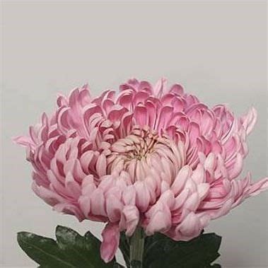 CHRYSANT SGL HOLIDAY 80cm Wholesale Dutch Flowers Florist Supplies
