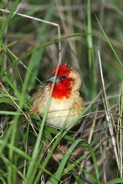 Cardinal Quelea Pet Birds Birder Birds