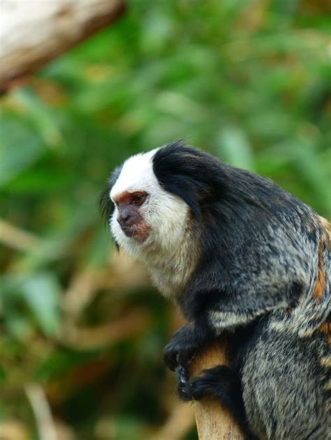 Marmoset Primate Monkey Animal Worldfree Pictures Free Image From