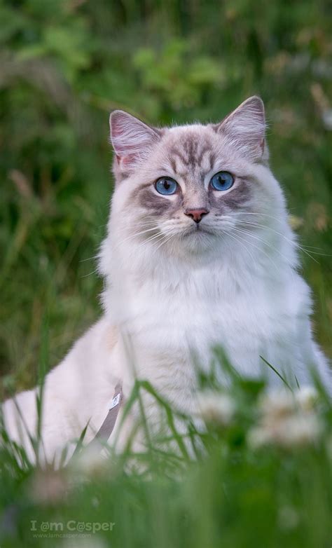 Casper Our Seal Lynx Mitted Ragdoll Cat On An Outdoor Adventure