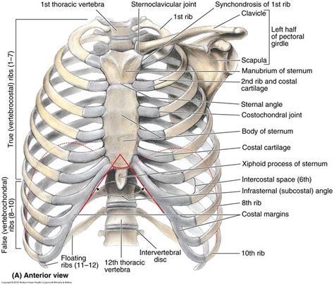 Thorax Anterior View Of Human Body Biology Forums Gallery Human