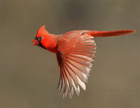 Flying Northern Cardinal Flickr
