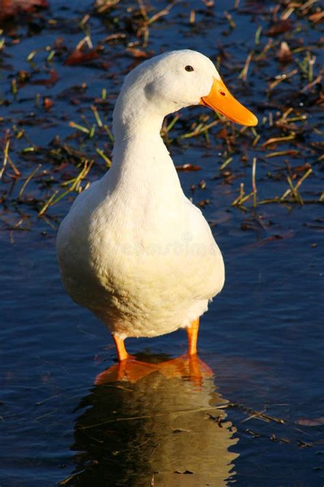 White Duck Stock Image Image Of Walk Lake Outside Bill 1208169