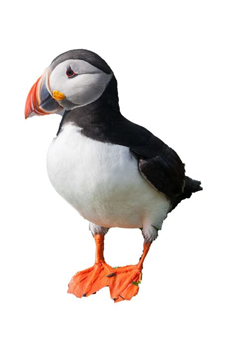 Puffin Png Images Transparent Free Download Pngmart