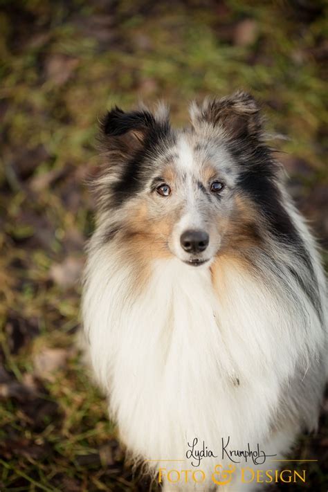 1000 Images About Love Of A Sheltie On Pinterest Sheep