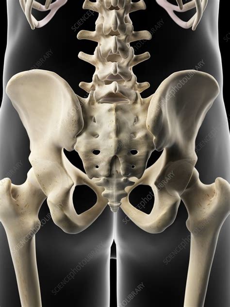 Human Hip Bone Artwork Stock Image F0093759 Science Photo Library