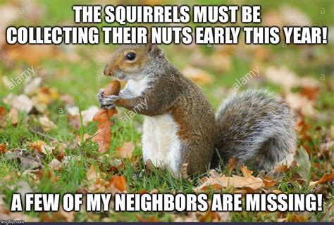Image Tagged In Funny Fall Memefunny Fall Squirrel Memenut Squirrel