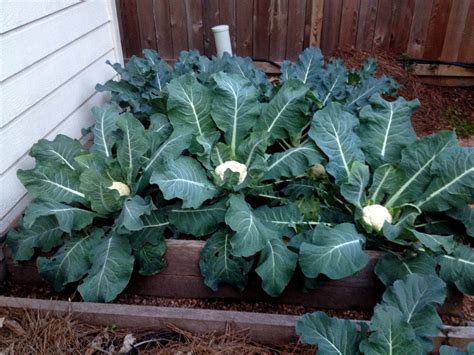 Maybe you would like to learn more about one of these? Fall Vegetable Gardening - The Katy News