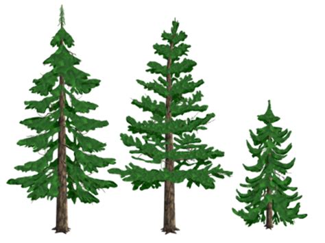 Download High Quality Pine Tree Clip Art High Resolution Transparent
