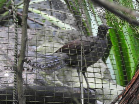 Superb Lyrebird Male Zoochat