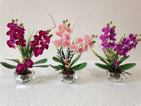 Mini Orquídeas Como Cuidar Guia Completo Tc