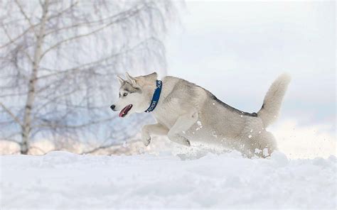 Huskies Dogs In Winter Wallpapers Wallpaper Cave