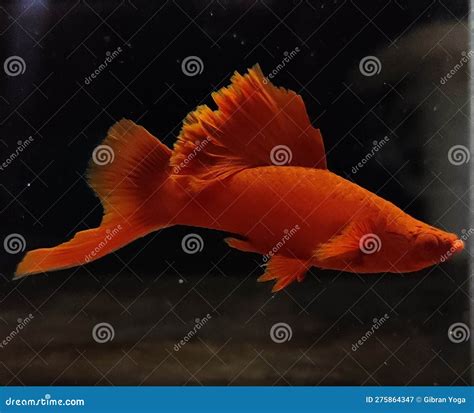 Albino Bloodred Cauliflower Dorsal Swordtail Platy Fish Stock Image