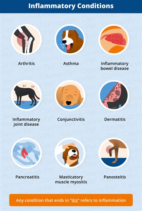 Inflammation In Dogs Canna Pet®
