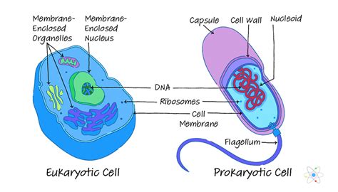 Key Prokaryotic And Eukaryotic Cells Venn Diagram Diagram Media