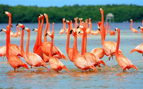 Wallpaper Birds Animals Lake Nature Flamingos Beak Flamingo