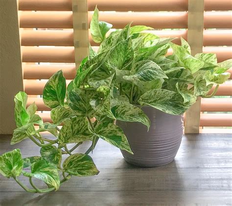 How To Care For A Pothos Plant The Perfect Houseplant For Gardening