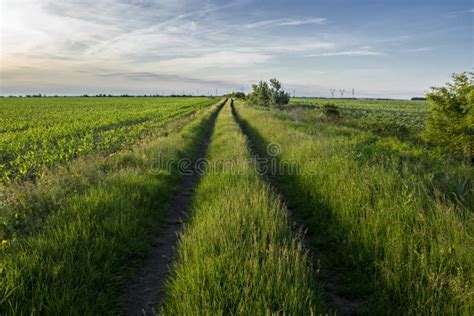 Country Side Road Through The Green Meadow Stock Image Image Of
