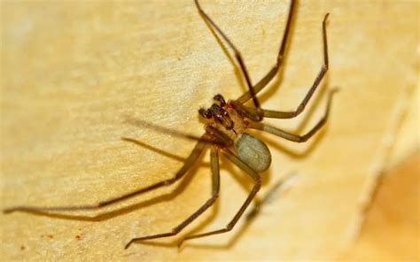 When Do Brown Recluse Spiders Bite The Spider Blog