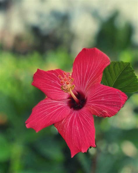 Hawaiian Name For Hibiscus Flower Eveliza Tumisma