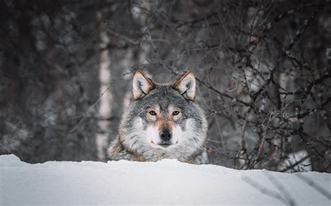 Download Wallpaper 3840x2400 Wolf Glance Predator Snow Wildlife 4k