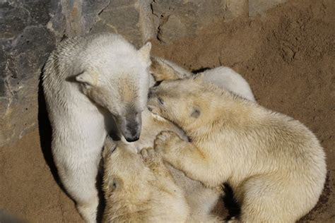 Polar Bear Surprises Quebec Zoo Workers By Giving Birth In Captivity