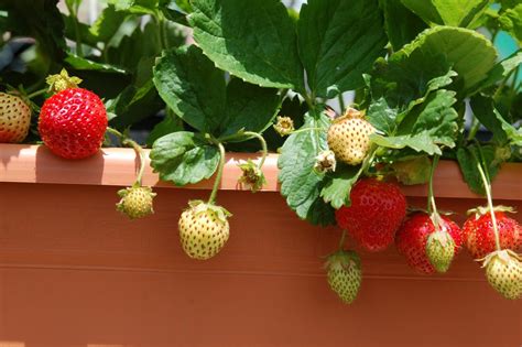 Where To Plant Strawberries In The Garden Strawberry Greenhouse