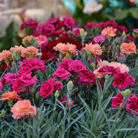 Dianthus Easy To Grow Bulbs