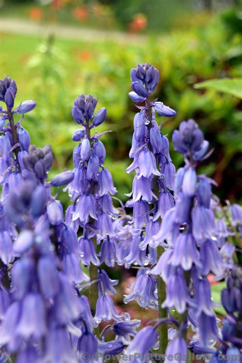 Bluebell Of Scotland Purple Bell Flowers Seen In Sitka Alaska Hi
