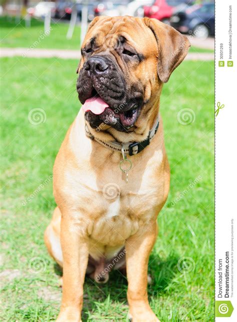 Junior Puppy Bullmastiff Stock Image Image Of Grass 30931269