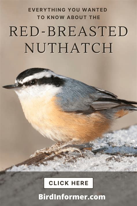 Red Breasted Nuthatch Bird Identification Habits Facts Nesting Bird Informer