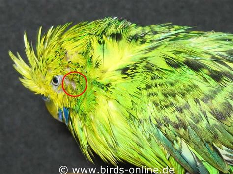 Budgie Anatomy Ears Health And Diseases Birds Online