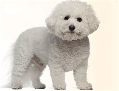 What Do Bichon Dogs Look Like