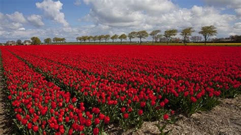 Picture Netherlands Red Tulips Fields Flowers Many