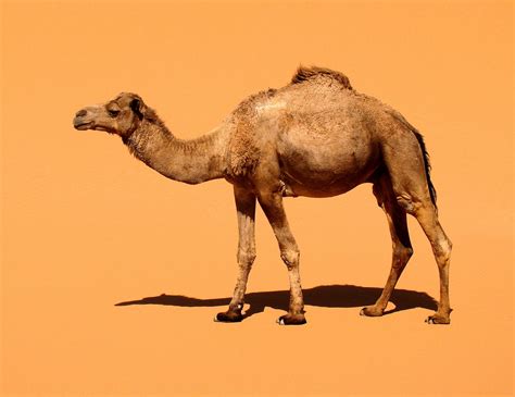 Top 999 Camel Wallpaper Full Hd 4k Free To Use
