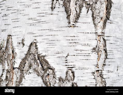 Close Up Of Birch Tree Bark Surface Texture Stock Photo Alamy
