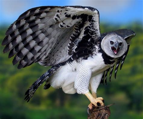 The Ten Provinces Of Panama Vippanamatours Harpy Eagle Pet Birds