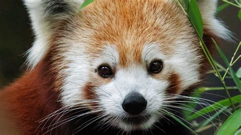 Alles Over De Rode Panda Ontmoet Onze Dieren Dierenpark Amersfoort